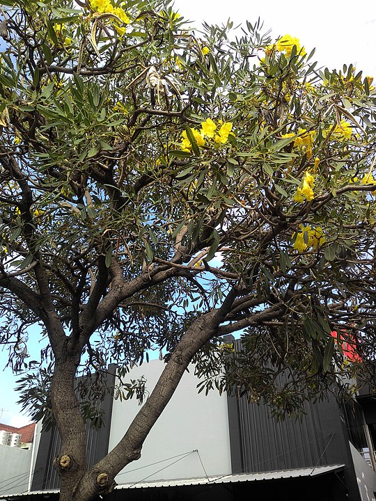 batang-pohon-tabebuya