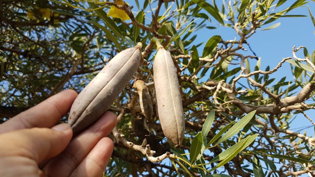 buah pohon tabebuya