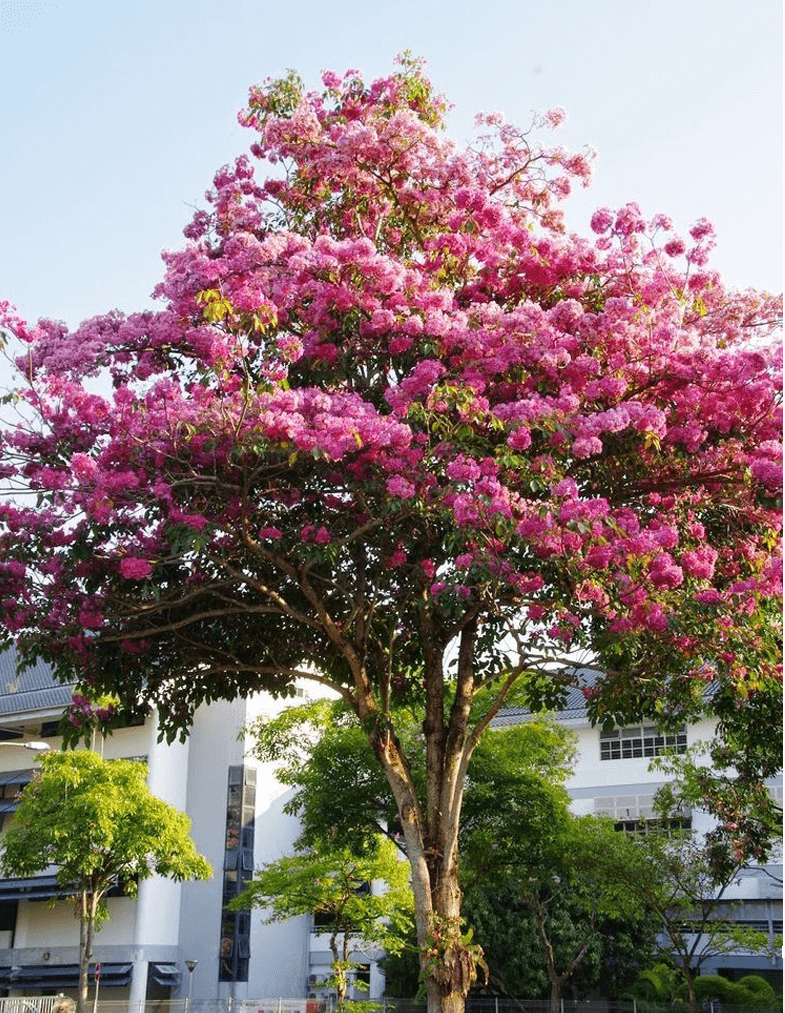 pohon tabebuya pink
