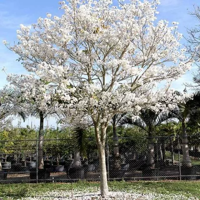 pohon tabebuya putih