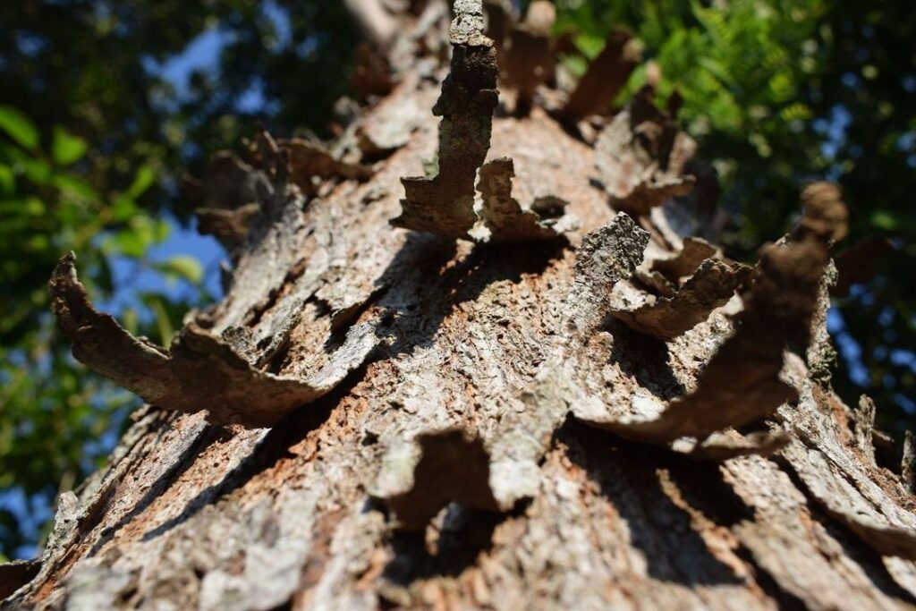 kulit kayu pohon mahoni