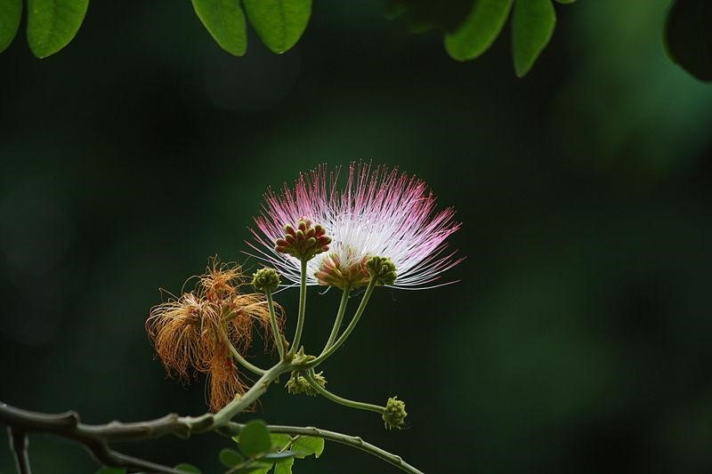 bunga pohon trembesi