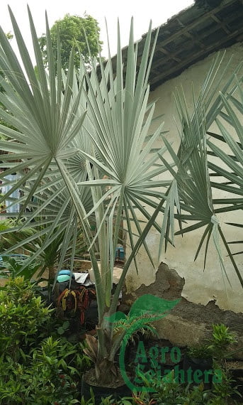 palem palm bismark