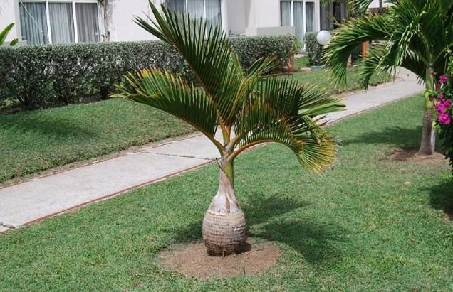 pohon palm botol