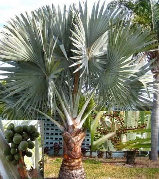pohon palm sadeng