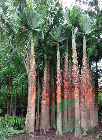 palem palm sadeng