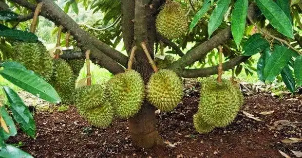 agro sejahtera
