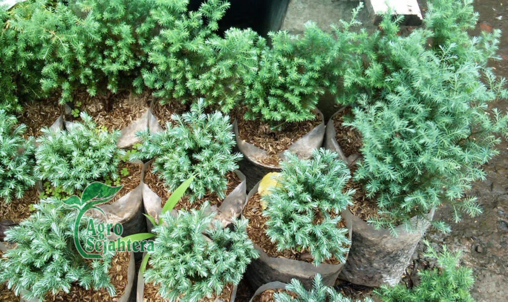 jual pohon cemara