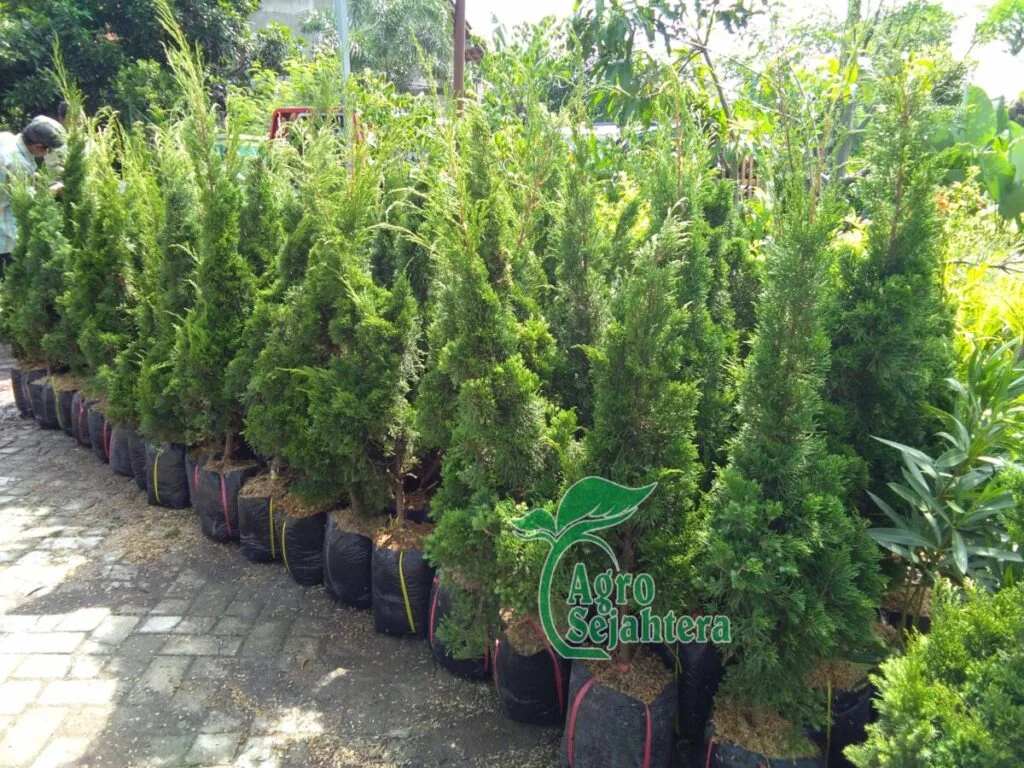 jual pohon cemara