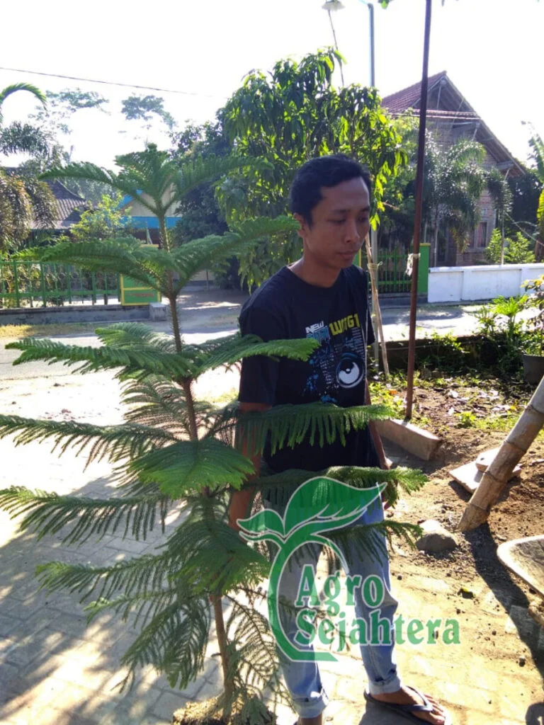 jual pohon cemara