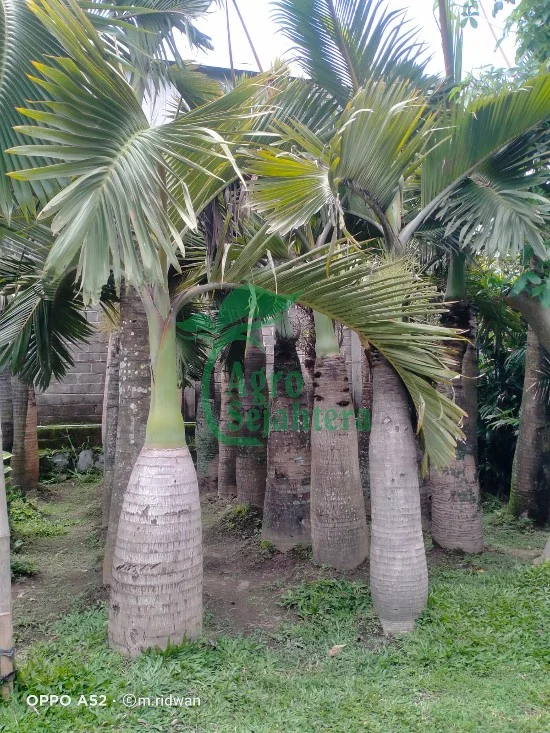 jual pohon palem 