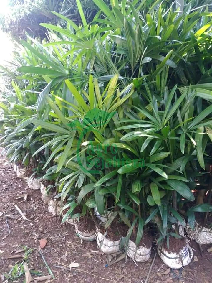 Palm Regu Waregu