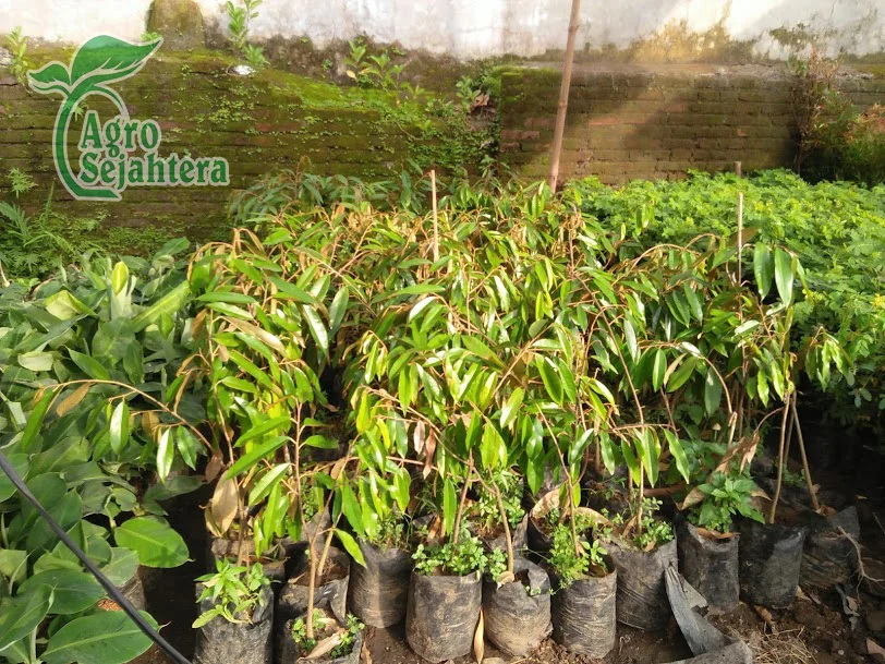 Jual Durian Terdekat 