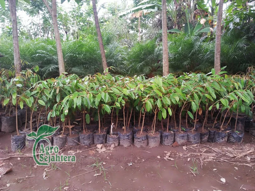 Jual Durian Terdekat 