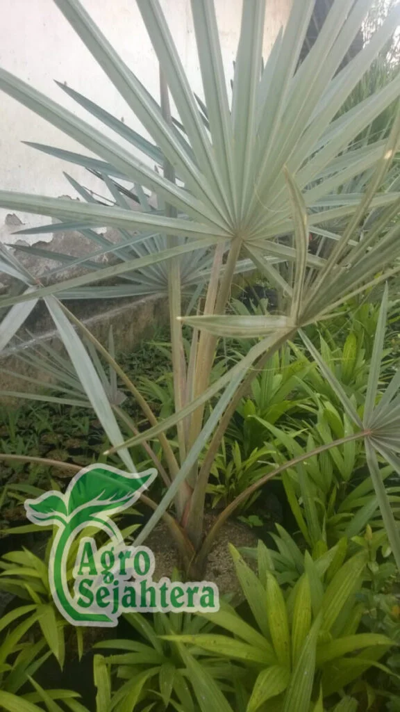 Jual Pohon Palem Bismarkia