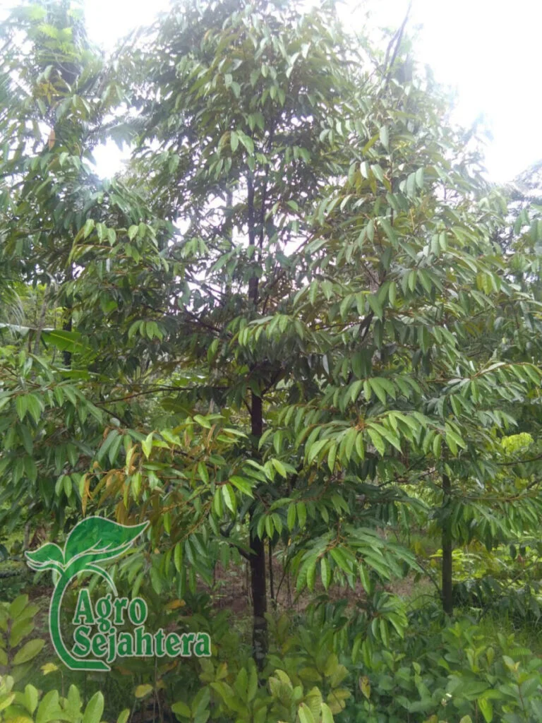 Jual Durian Terdekat 