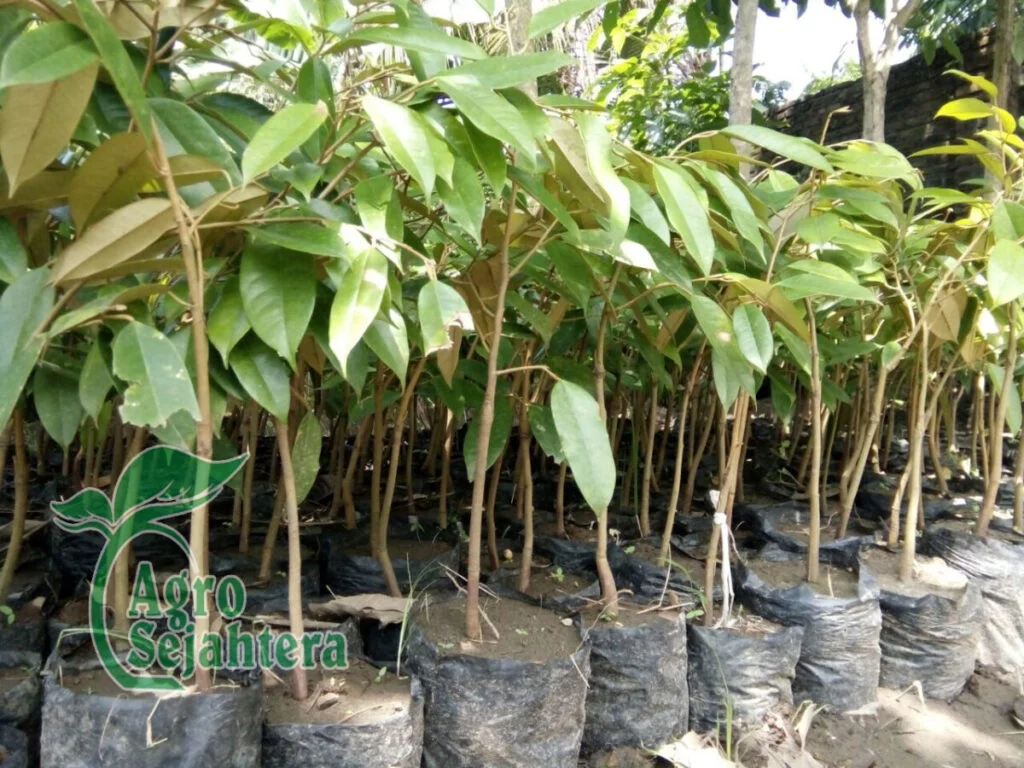 Jual Durian Terdekat 