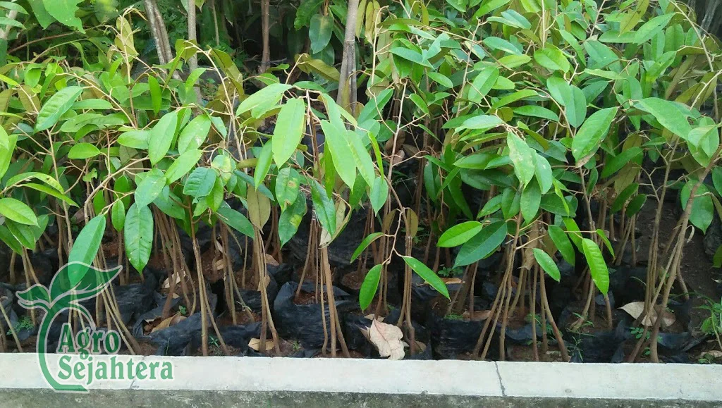 Jual Durian Terdekat 
