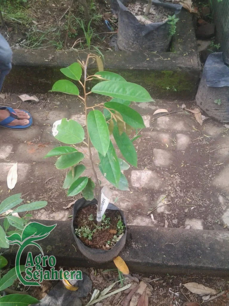Jual Durian Terdekat 