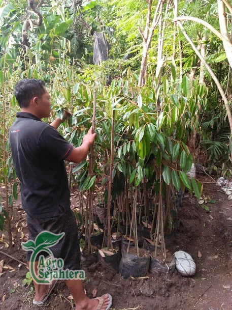 Jual Durian Terdekat 
