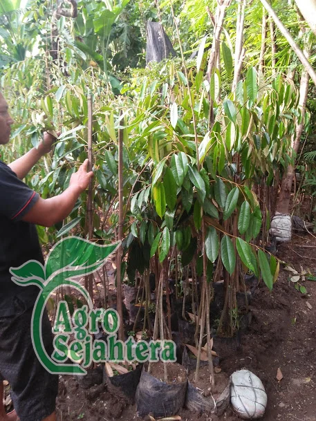 Jual Durian Terdekat 