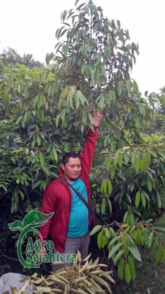 Jual Durian Terdekat