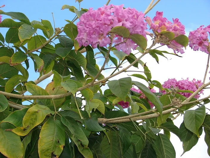 pohon tabebuya pink dan putih