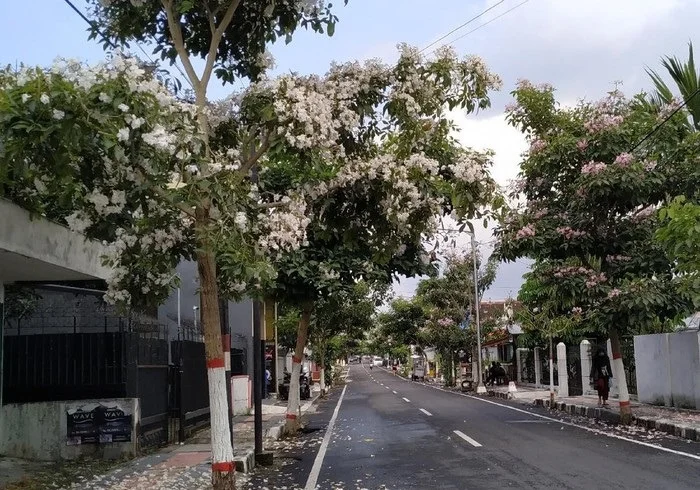 pohon tabebuya pink dan putih