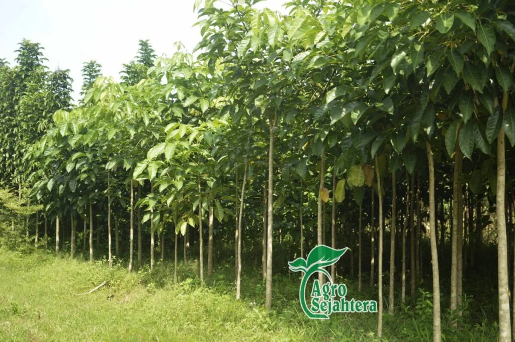 Harga Pohon Tabebuya Tinggi 2 Meter