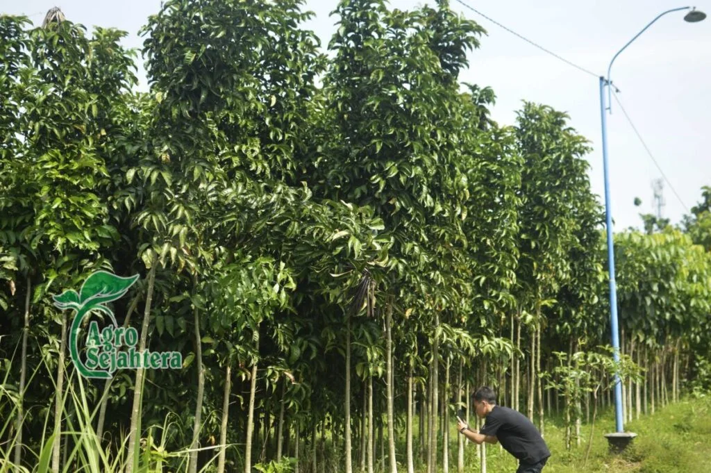 Harga Pohon Tabebuya Tinggi 2 Meter