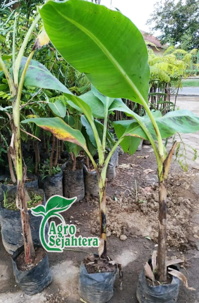 Jual Bibit Pisang Cavendish