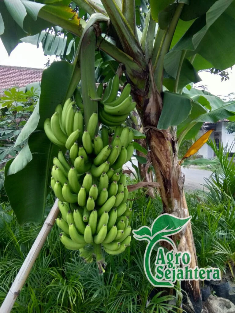 Jual Bibit Pisang Cavendish