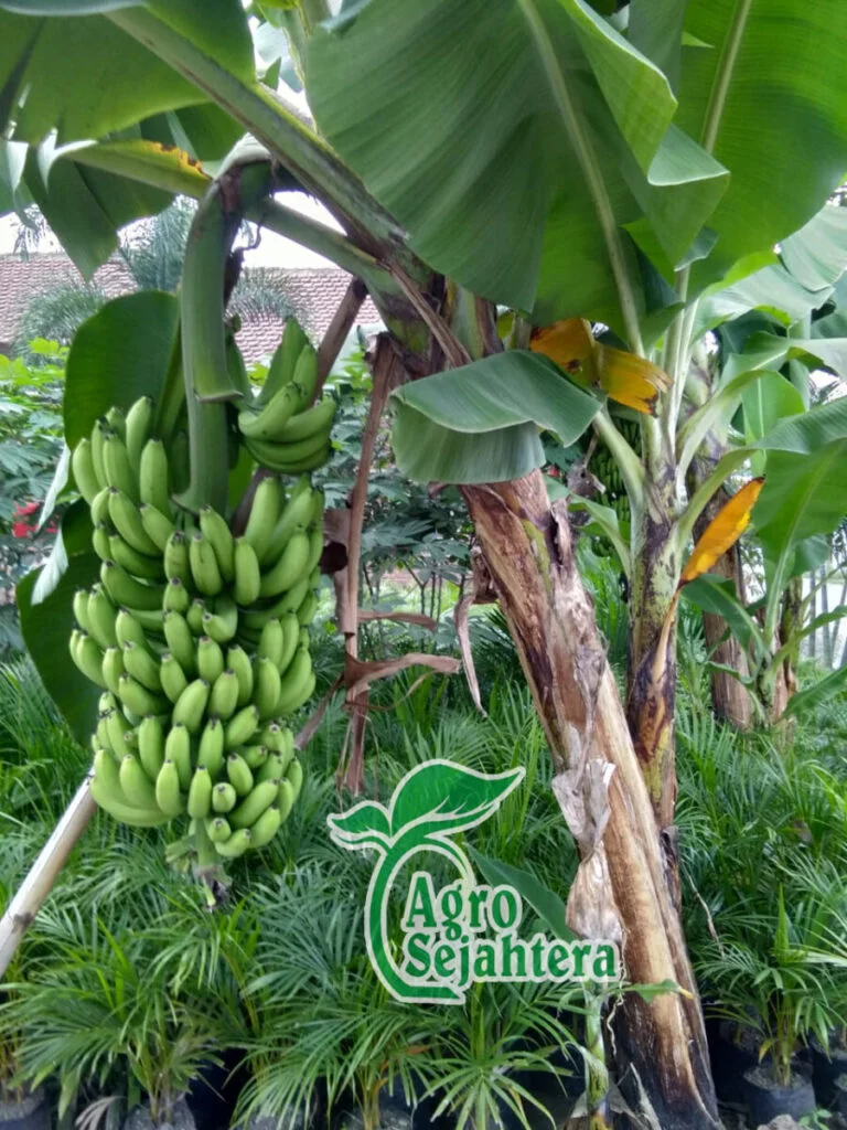 Jual Bibit Pisang Cavendish