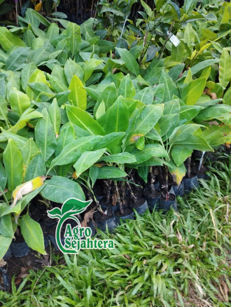 Jual Bibit Pisang Cavendish