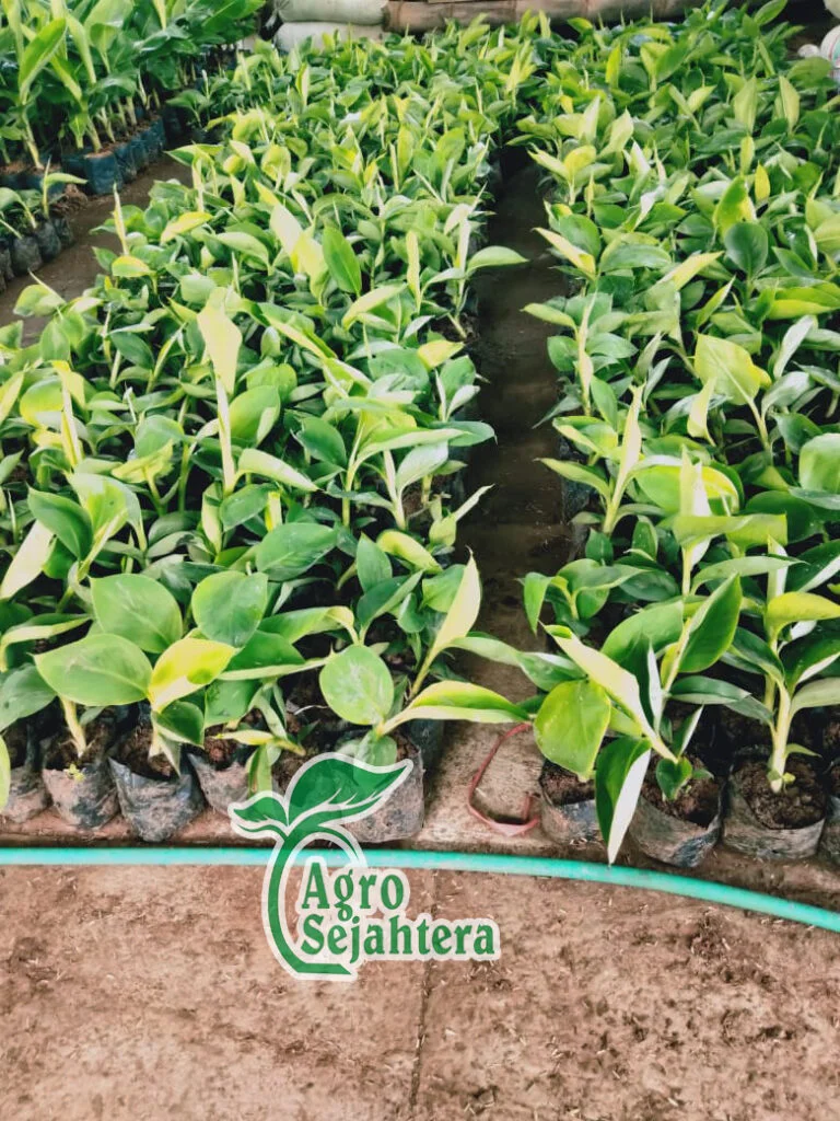 Jual Bibit Pisang Cavendish