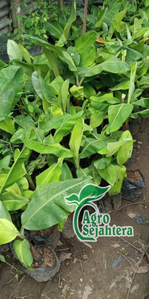 Jual Bibit Pisang Cavendish