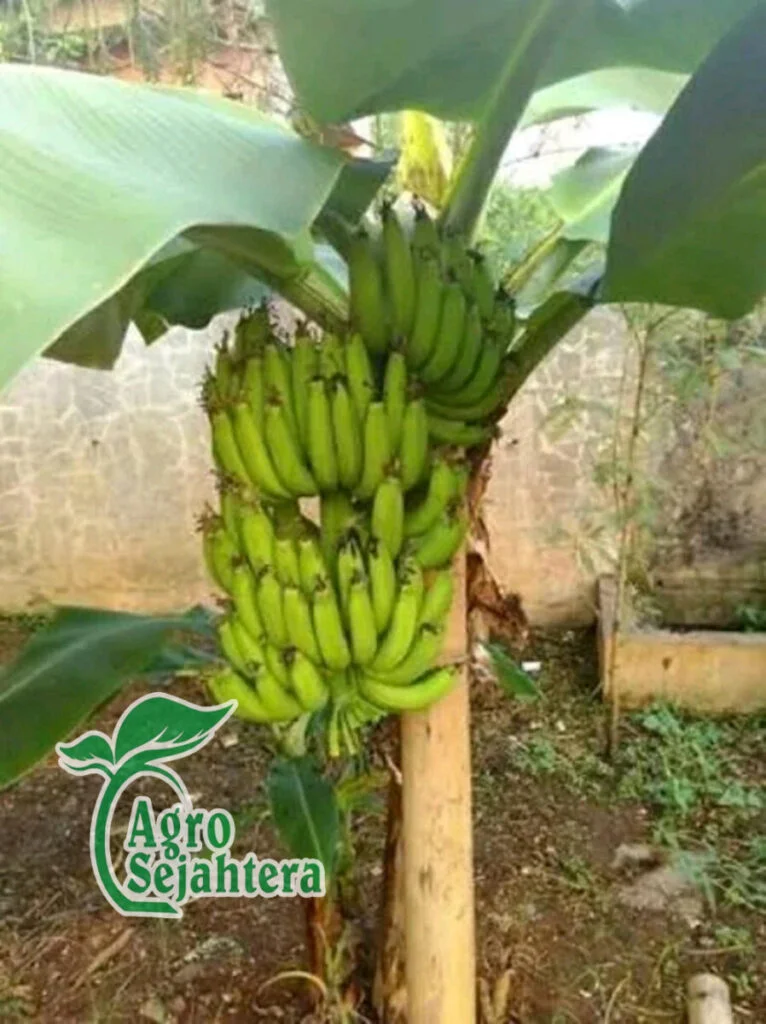 Jual Bibit Pisang Cavendish