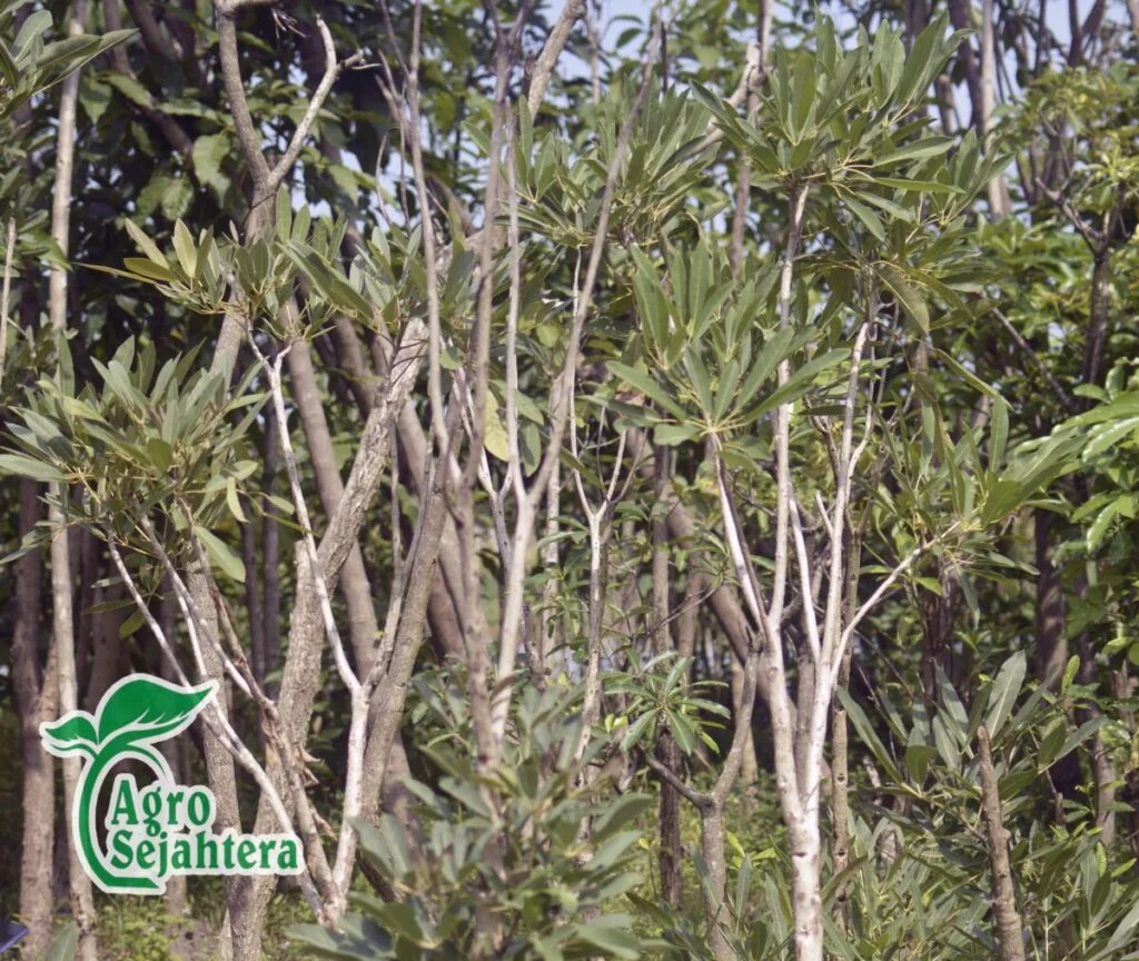 Harga Pohon Tabebuya Tinggi 2 Meter