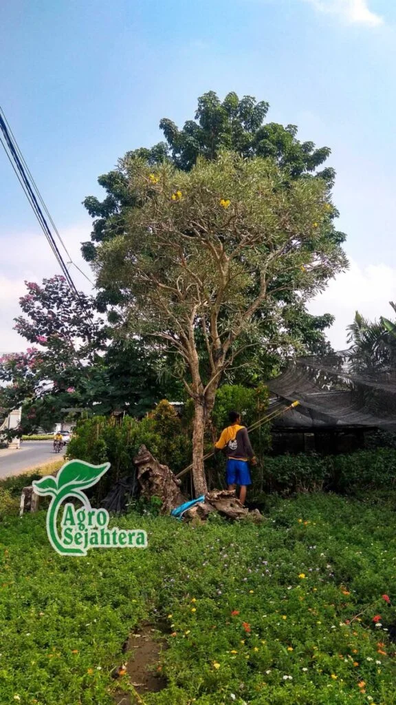 Harga Pohon Tabebuya Tinggi 2 Meter