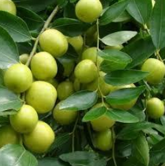 buah pohon bidara