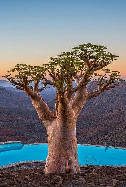 pohon baobab