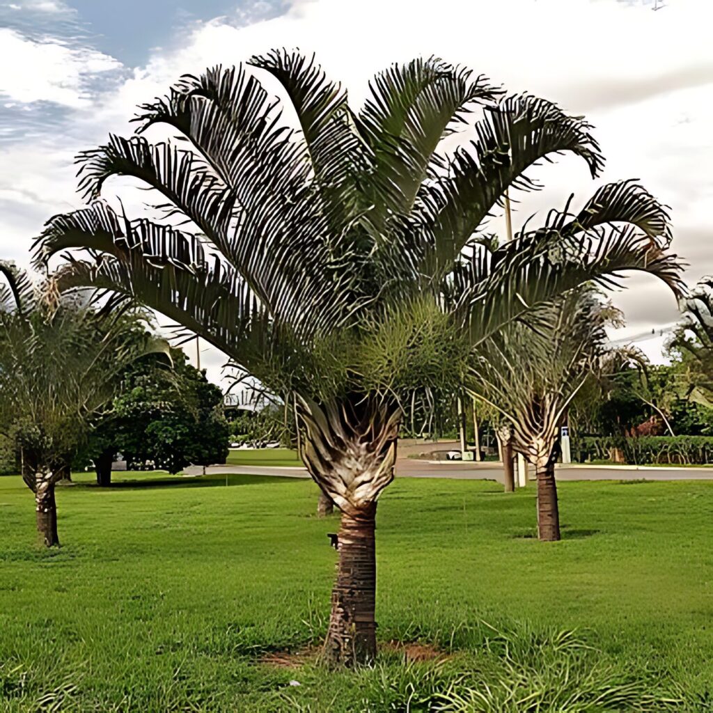Palem Segitiga (Triangle Palm)