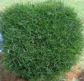 Jual Rumput Jepang
