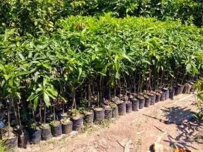 agro sejahtera