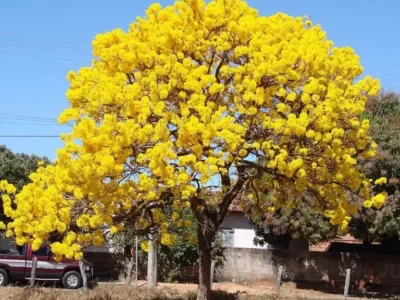 pohon tabebuya kuning